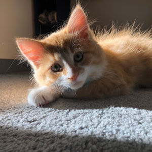 Meet your Posher, Aymie